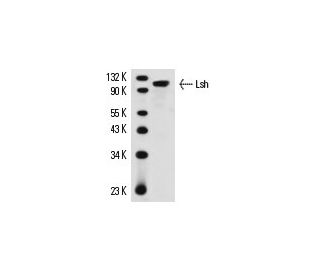 Lsh Antibody (H-4) - Western Blotting - Image 12539