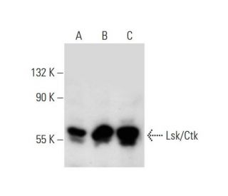 western blotting image from recommended Lsk/Ctk (H-1) monoclonal antibody replacement. Image 129812