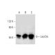western blotting image from recommended Lsk/Ctk (H-1) monoclonal antibody replacement. Image 129812