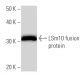 LSm10 Antibody (2522C1a) - Western Blotting - Image 16687