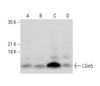 LSm5 Antibody (G-5) - Western Blotting - Image 308039 