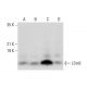 LSm5 Antibody (G-5) - Western Blotting - Image 308039 
