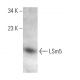 LSm5 Antibody (G-5) - Western Blotting - Image 371689