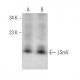 LSm5 Antibody (G-5) - Western Blotting - Image 371698 