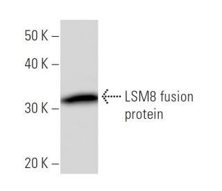 LSm8 Antibody (2527C6a) - Western Blotting - Image 16688