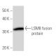 LSm8 Antibody (2527C6a) - Western Blotting - Image 16688