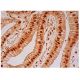 LSm8 Antibody (F-8) - Immunohistochemistry - Image 305542 