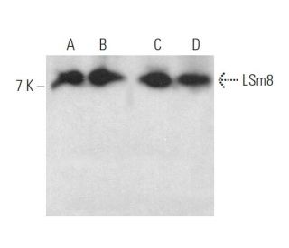 LSm8 Antibody (F-8) - Western Blotting - Image 371509 