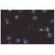 LSP1 Antibody (16) - Immunofluorescence - Image 60634