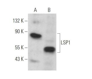 LSP1 Antibody (B-6) - Western Blotting - Image 374472 
