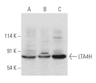 LTA4H Antibody (D-6) - Western Blotting - Image 356567 