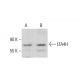 LTA4H Antibody (D-6) - Western Blotting - Image 381402 
