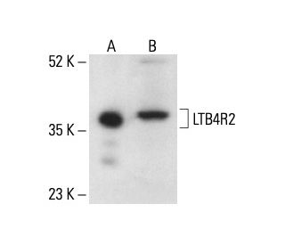 LTB4R2 Antibody (B-12) - Western Blotting - Image 411256