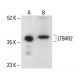 LTB4R2 Antibody (B-12) - Western Blotting - Image 411256