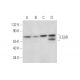 LTβR Antibody (H-2) - Western Blotting - Image 309479