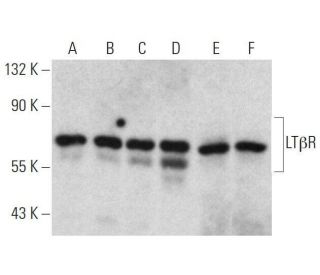 LT&beta;R Antibody (H-2) - Western Blotting - Image 358579 