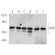 western blotting image from recommended LTβR (H-2) monoclonal antibody replacement. Image 358579