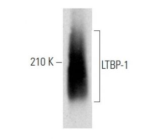 LTBP-1 Antibody (H-1) - Western Blotting - Image 357312 