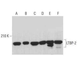 LTBP-2 Antibody (E-10) - Western Blotting - Image 383079 