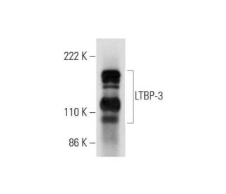LTBP-3 Antibody (H-11) - Western Blotting - Image 290916 