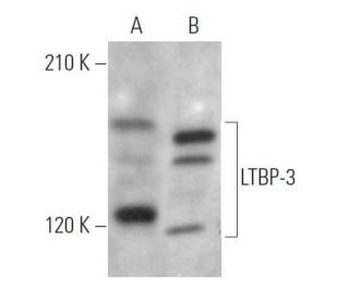 LTBP-3 Antibody (H-11) - Western Blotting - Image 373150 
