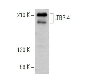 LTBP-4 Antibody (A-2) - Western Blotting - Image 373524Each CRISPR/Cas9 Knockout (KO) Plasmid product consists of a pool of 3 plasmids designed to ensure identification and cleavage of a specific gene for maximum knockout efficiency. Each plasmid encodes a unique 20 nt sequence derived from the GeCKO (v2) library.