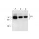 LTK Antibody (B-6) - Western Blotting - Image 295883 