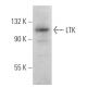 LTK Antibody (B-6) - Western Blotting - Image 367037