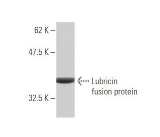Lubricin Antibody (1D5) - Western Blotting - Image 349019