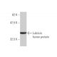 Lubricin Antibody (1D5) - Western Blotting - Image 349019