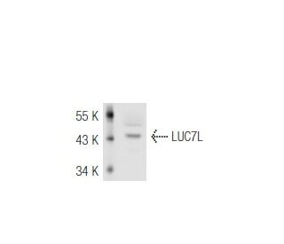 LUC7L Antibody (43-I) - Western Blotting - Image 47982 
