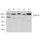 LUCA15 Antibody (G-2) - Western Blotting - Image 379164 