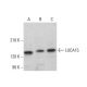 LUCA15 Antibody (G-2) - Western Blotting - Image 382317 