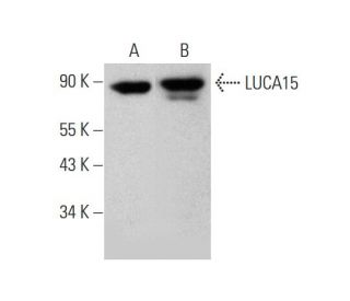 LUCA15 Antibody (G-9) - Western Blotting - Image 346460