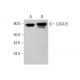 LUCA15 Antibody (G-9) - Western Blotting - Image 346460