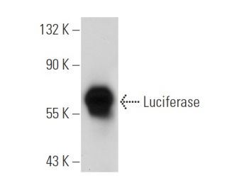 western blotting image from recommended Luciferase (C-12) monoclonal antibody replacement. Image 19561