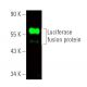 Luciferase Antibody (C-12) - Western Blotting - Image 391040 