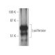 Luciferase Antibody (C-12) - Western Blotting - Image 395117