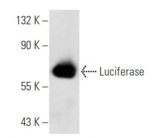 Luciferase Antibody (Luci 21 1-107) - Western Blotting - Image 14976