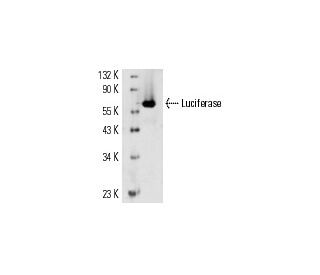 Luciferase Antibody (Luci17) - Western Blotting - Image 14977 