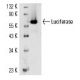 Luciferase Antibody (Luci17) - Western Blotting - Image 14977 