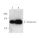 Luciferase Antibody (Luci17) - Western Blotting - Image 390084