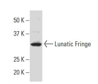 Lunatic Fringe Antibody (TT-07) - Western Blotting - Image 34131 