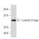 Lunatic Fringe Antibody (TT-07) - Western Blotting - Image 34131 
