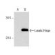 Lunatic Fringe Antibody (TT-07) - Western Blotting - Image 153661