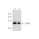 LURAP1L Antibody (E-4) - Western Blotting - Image 333679 