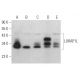 LURAP1L Antibody (E-4) - Western Blotting - Image 373257