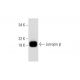 Lutropin β Antibody (B-6) - Western Blotting - Image 294492 