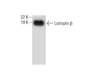 western blotting image from recommended Lutropin &beta; (C-6) monoclonal antibody replacement. Image 294491