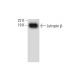 western blotting image from recommended Lutropin β (C-6) monoclonal antibody replacement. Image 294491